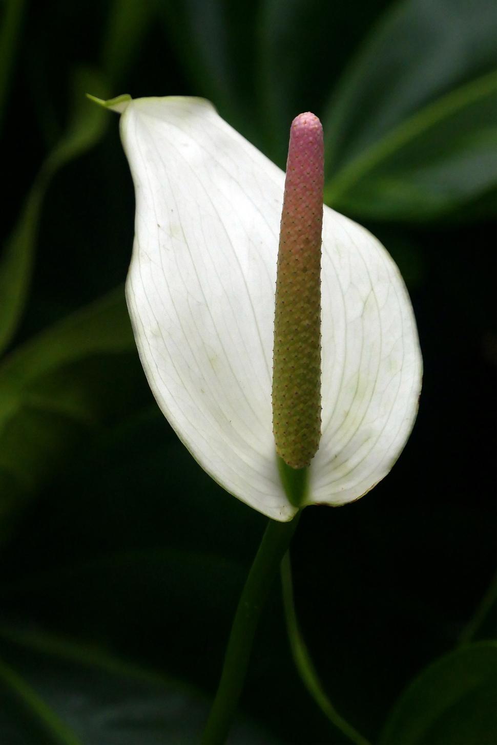 Free Image of Peace Lily Pink Flower 