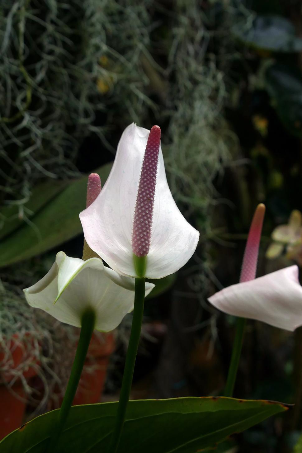 Free Image of Peace Lily Red Flowers 