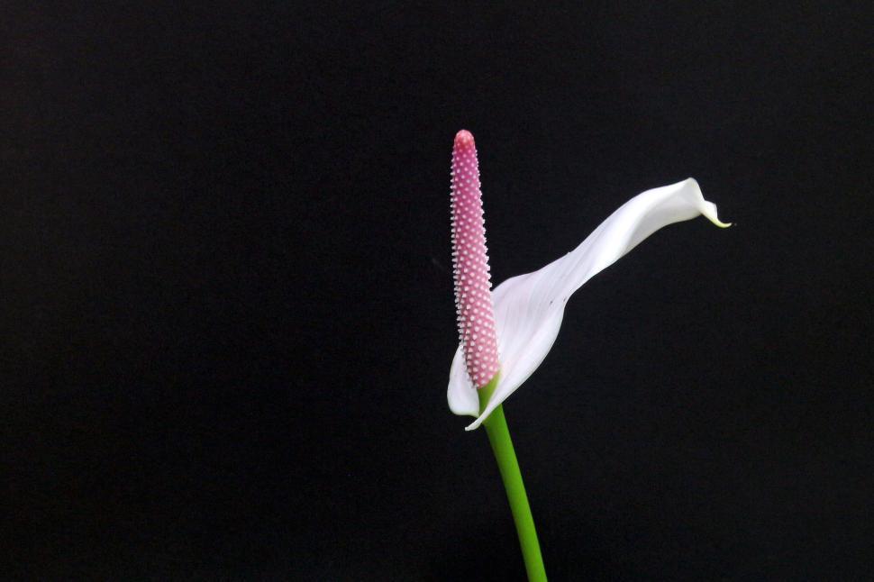 Free Image of Peace Lily Pink Flower on Black 