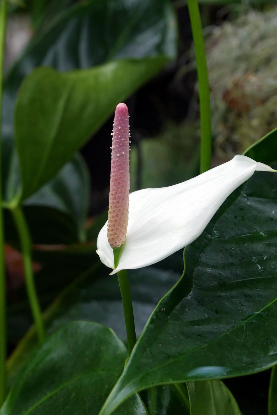 Free Image of Spathiphyllum Peace Lily Pink Flower 