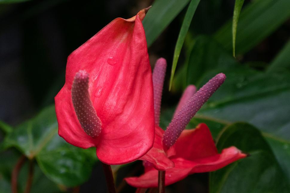 Free Image of Peace Lily - Spathiphyllum - Pink 