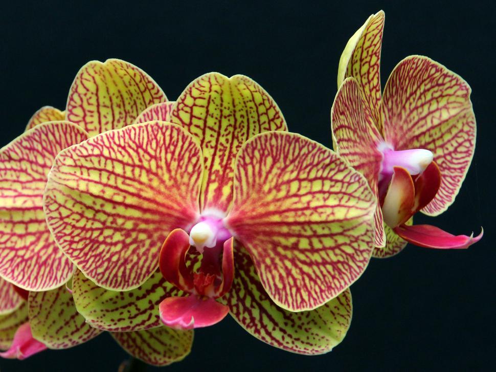 Free Image of Cluster of Yellow Red Moth Orchid Flowers 