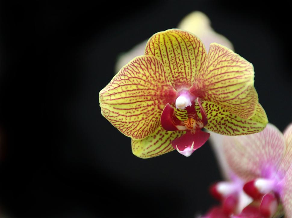 Free Image of Phalaenopsis Moth Orchid Flower 