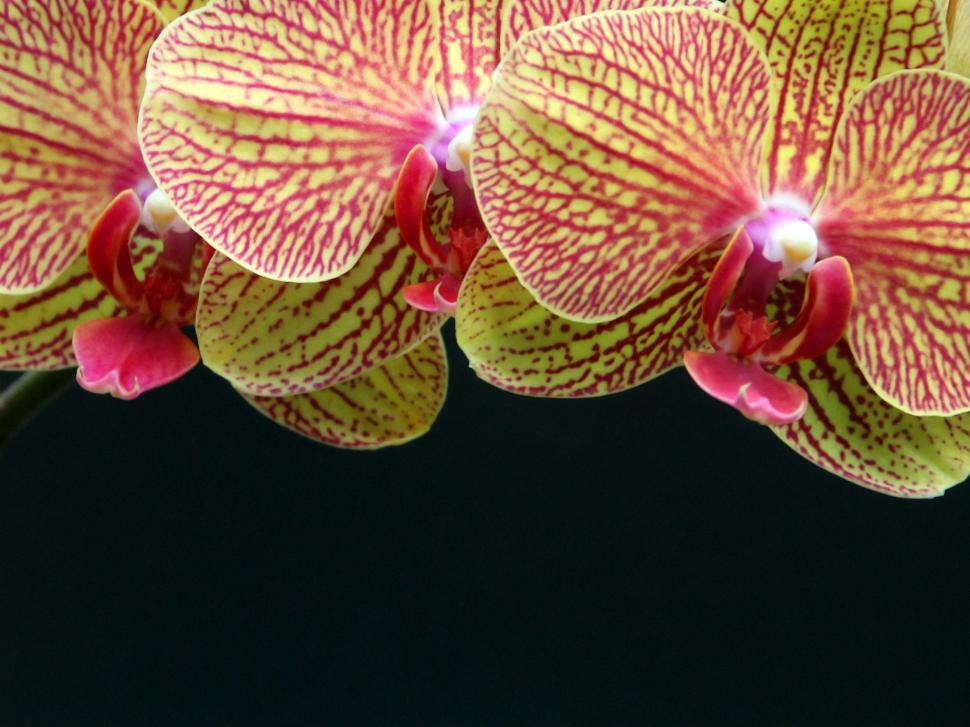 Free Image of Three Colorful Moth Orchid Flowers 
