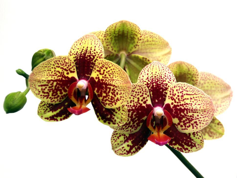 Free Image of Cluster of Yellow Pedal Moth Orchid Flowers 