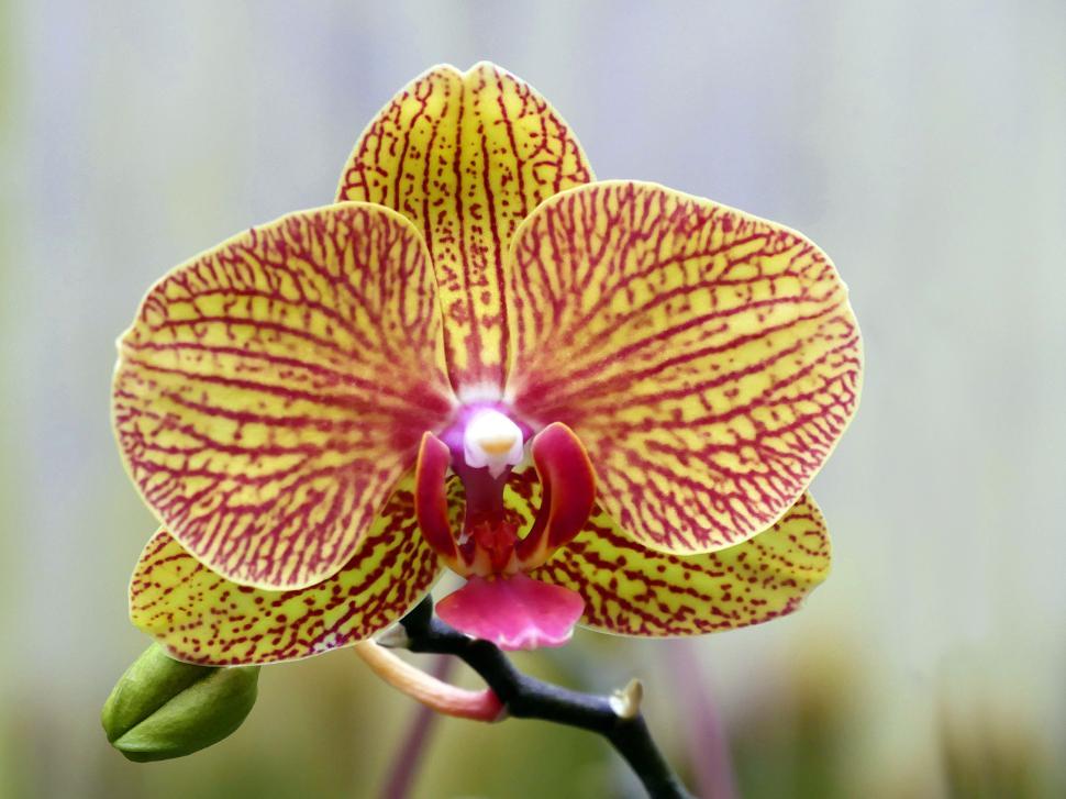 Free Image of Yellow Pedal Moth Orchid Flower 