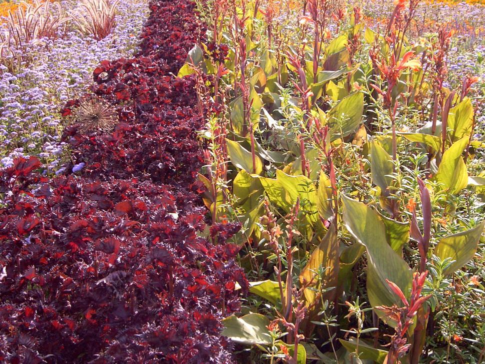 Free Image of Collection of various autumn flowers 