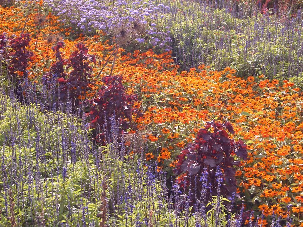 Free Image of Collection of various autumn flowers 