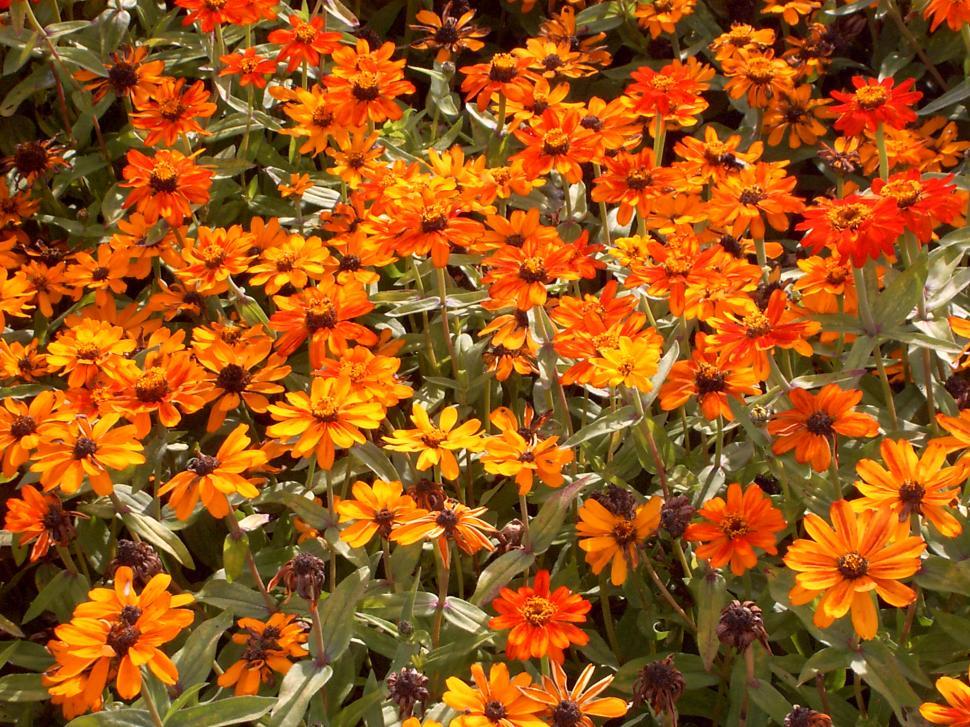 Free Image of Collection of various autumn flowers 