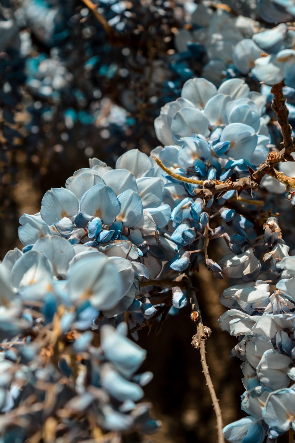 Free Image of Beautiful blue flowers on a sunny day in spring 