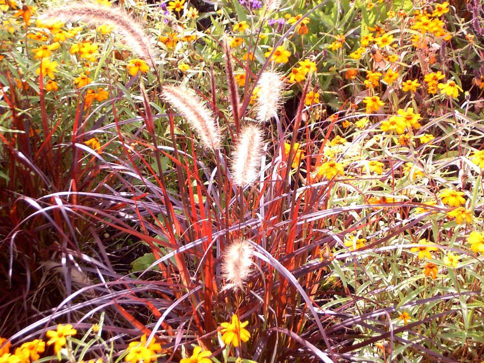 Free Image of Collection of various autumn flowers 