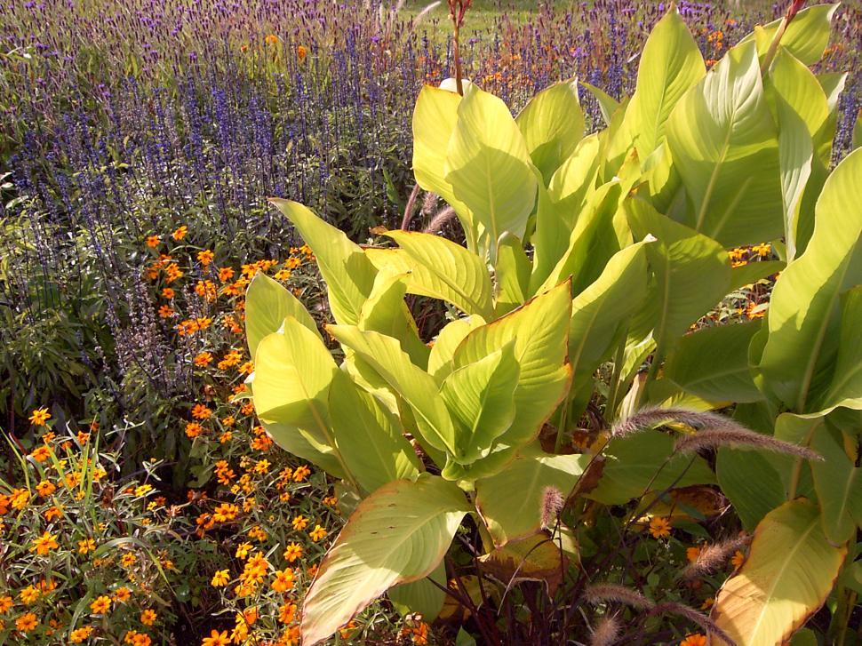 Free Image of Collection of various autumn flowers 