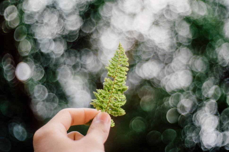 Free Image of Hand holding a green fern leaf in a natural setting 