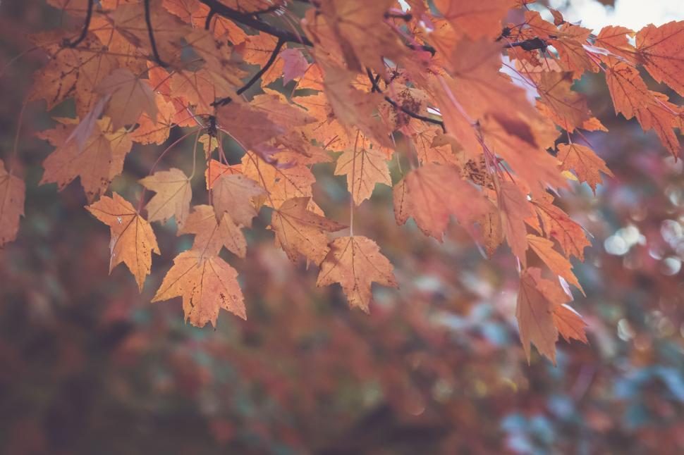 Free Image of Autumn leaves turning vibrant colors in a serene forest 