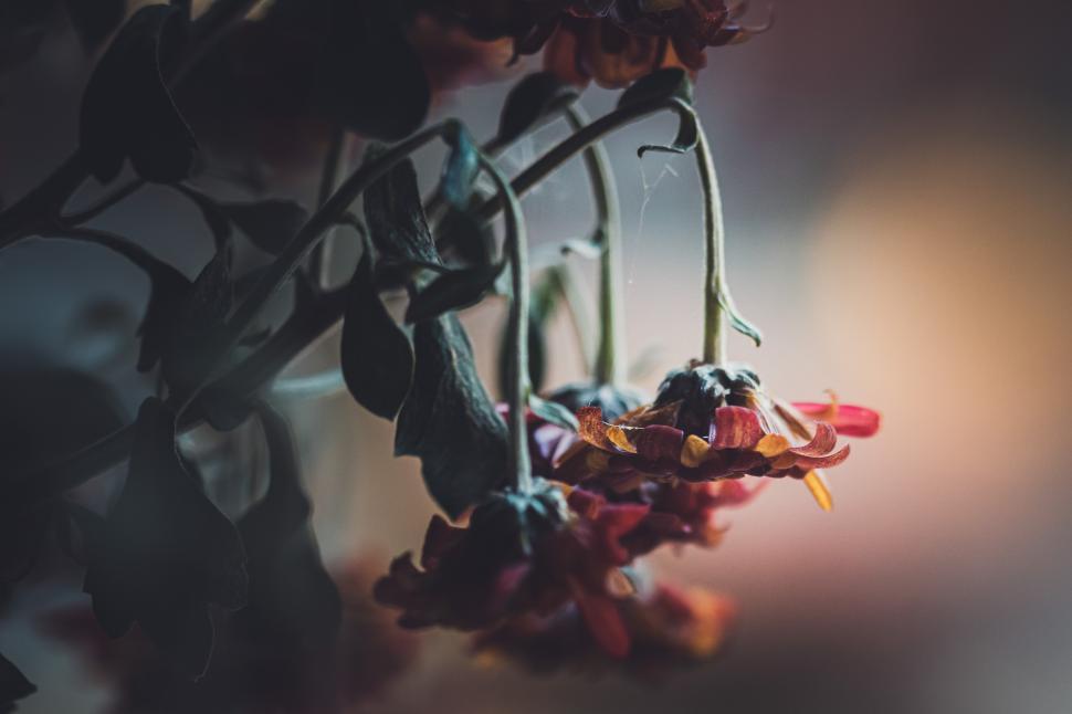 Free Image of Flowers gently drooping in dim light creating a serene atmosphere 