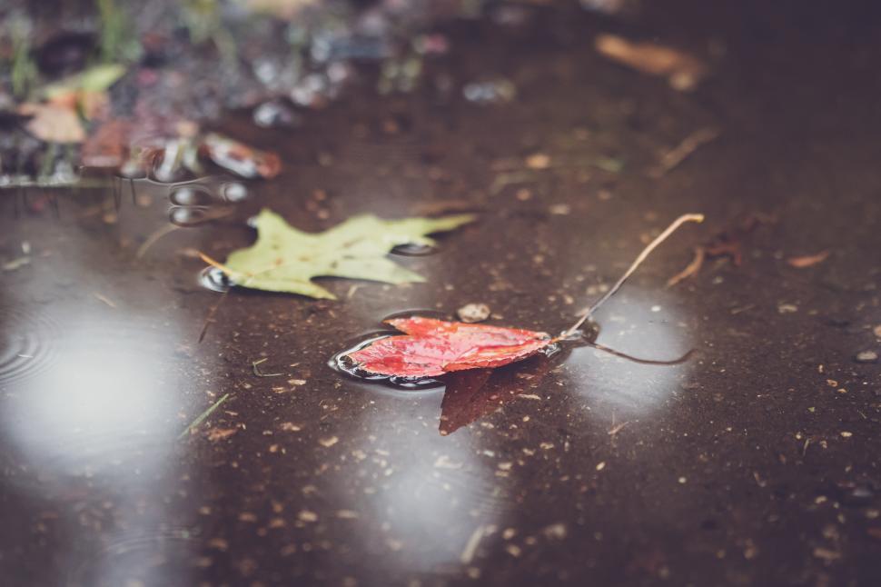 Free Image of Raindrops gather on colorful leaves in a quiet puddle 