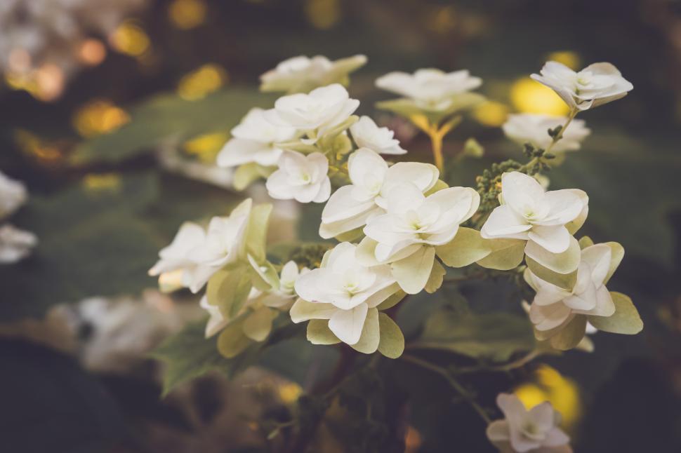 Free Image of White hydrangea blossoms in a lush garden during summer bloom 