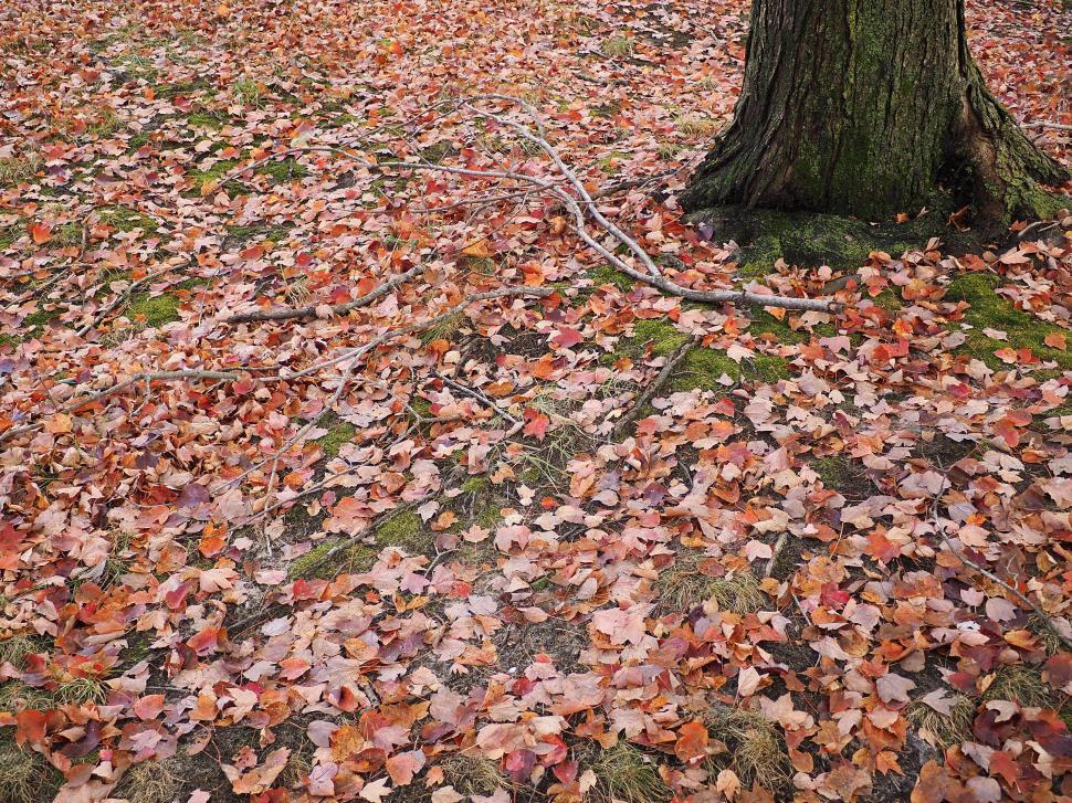 Free Image of Autumn Colors Under The Maple Tree 