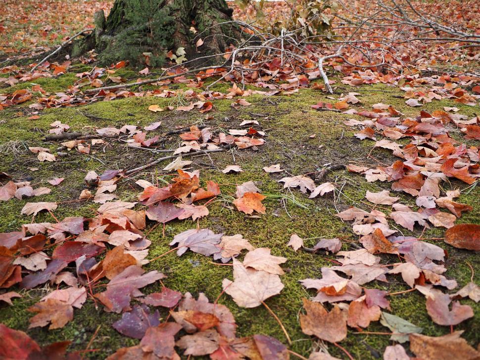 Free Image of Fallen Leaves Under A maple Tree 