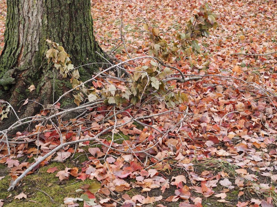 Free Image of Fallen Maple Leaves On The Ground 