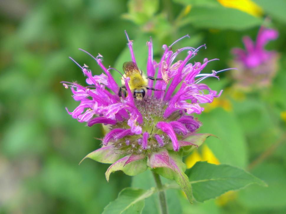 Free Image of Bee Balm Blossom And Bee 