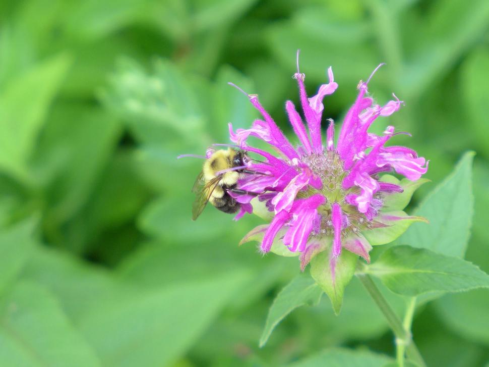 Free Image of Honey Bee Polliunates Bee Balm Flower 