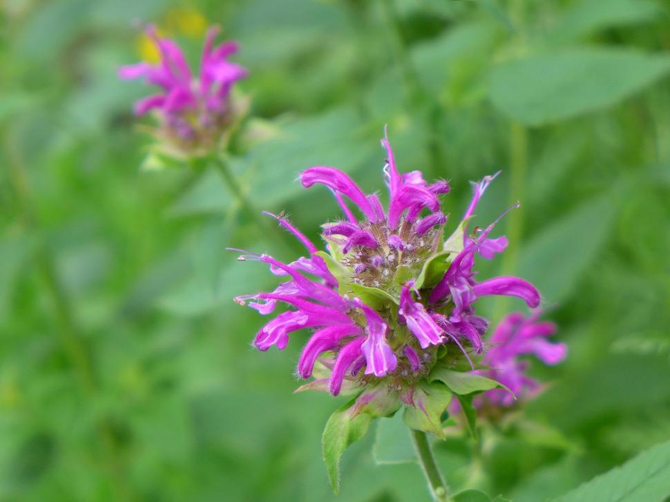 Free Image of Bee Balm Blossoms 