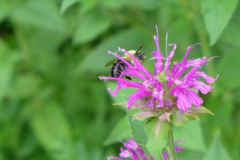 Free Image of Bee Balm Blossom With Honey Bee 