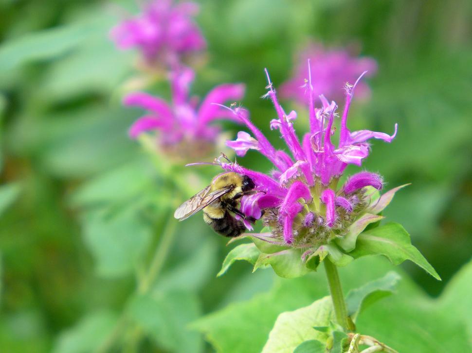 Free Image of Honey Bee On Bee Balm Flower 