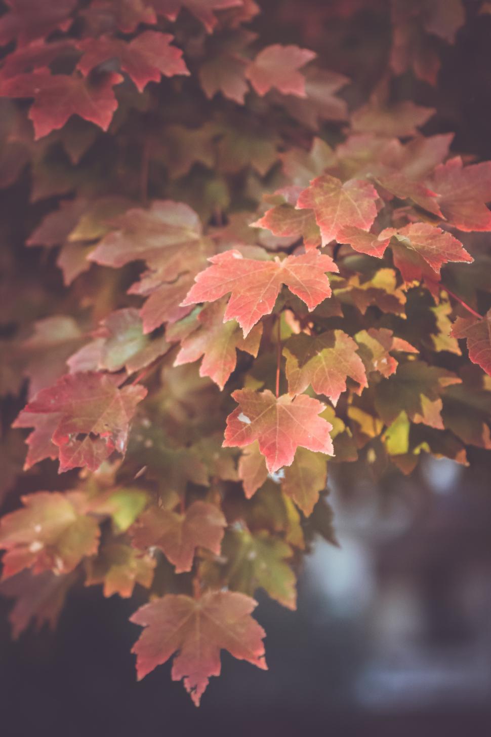 Free Image of Autumn leaves with vibrant colors in a natural setting 
