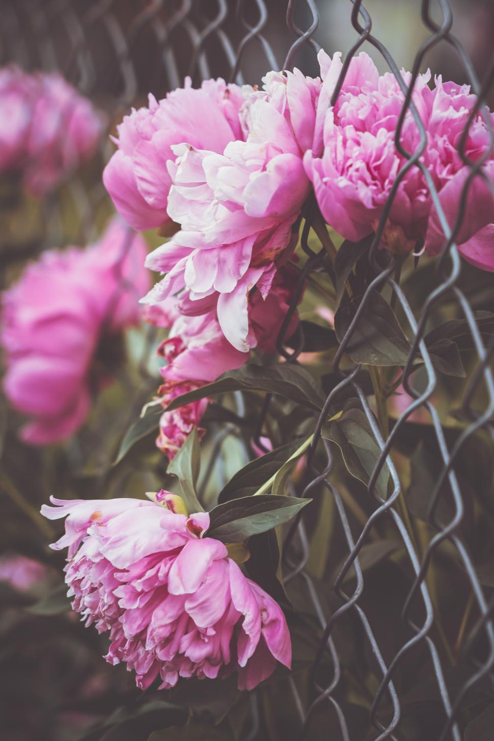 Free Image of Bright pink peonies growing through a garden fence 