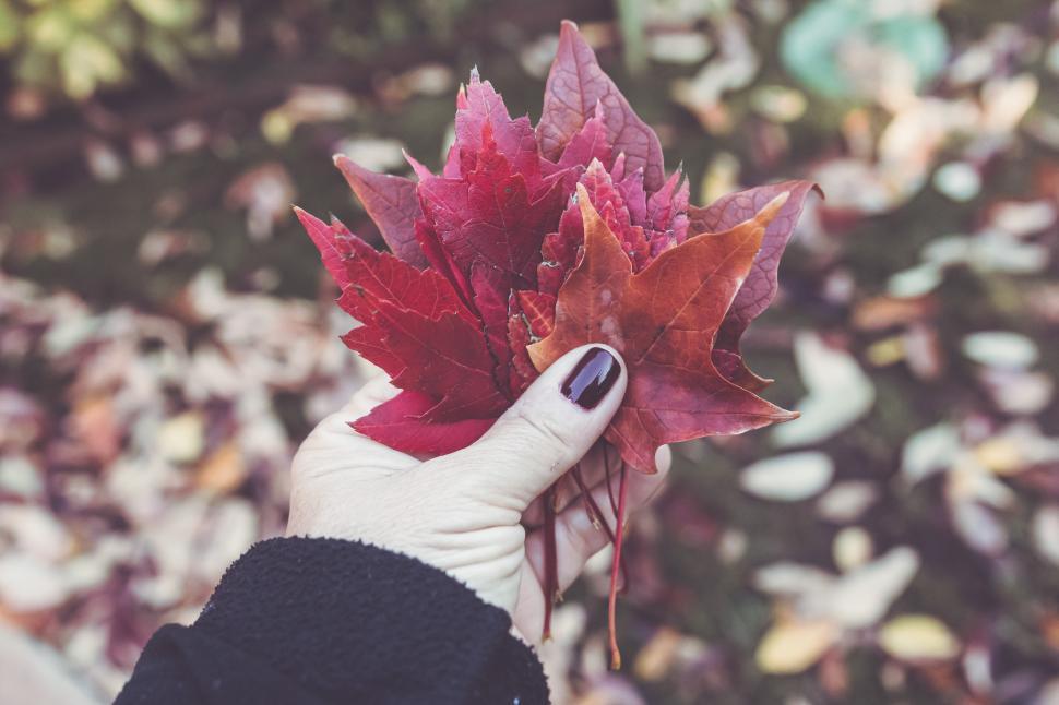 Free Image of Colorful autumn leaves held in a hand during a fall day 