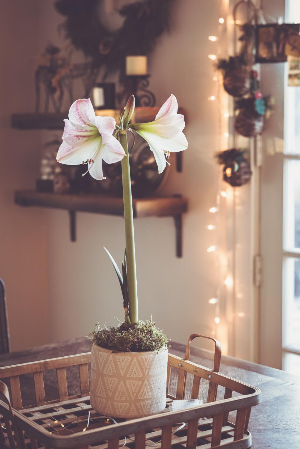 Free Image of Beautiful amaryllis in a cozy indoor setting with warm lights 
