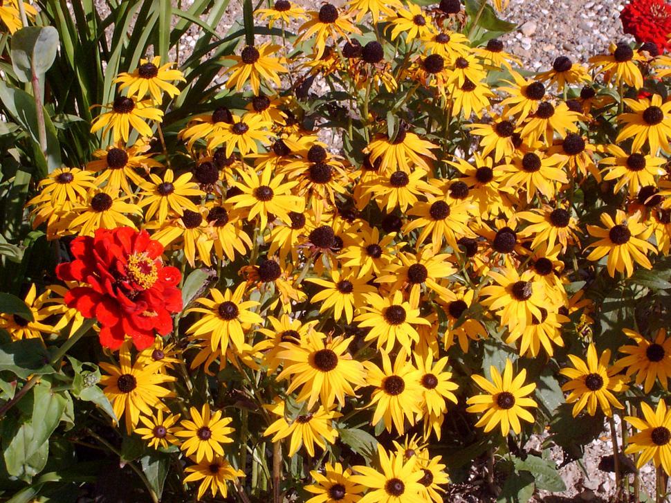 Free Image of Collection of various autumn flowers 