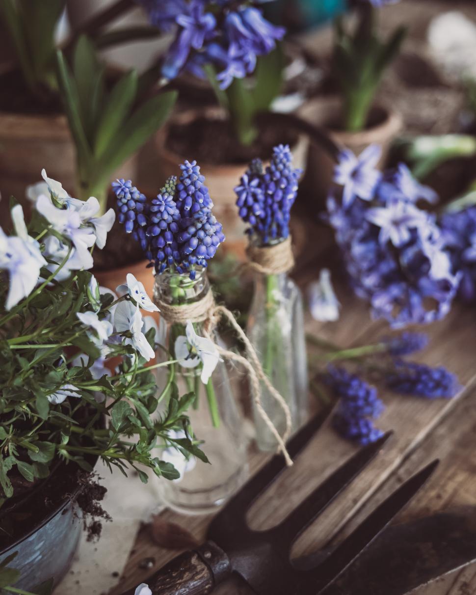 Free Image of Vibrant spring flowers in jars on a rustic wooden table 