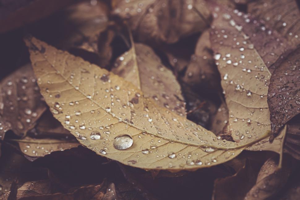 Free Image of Water droplets collect on dried leaves in a serene forest setting 