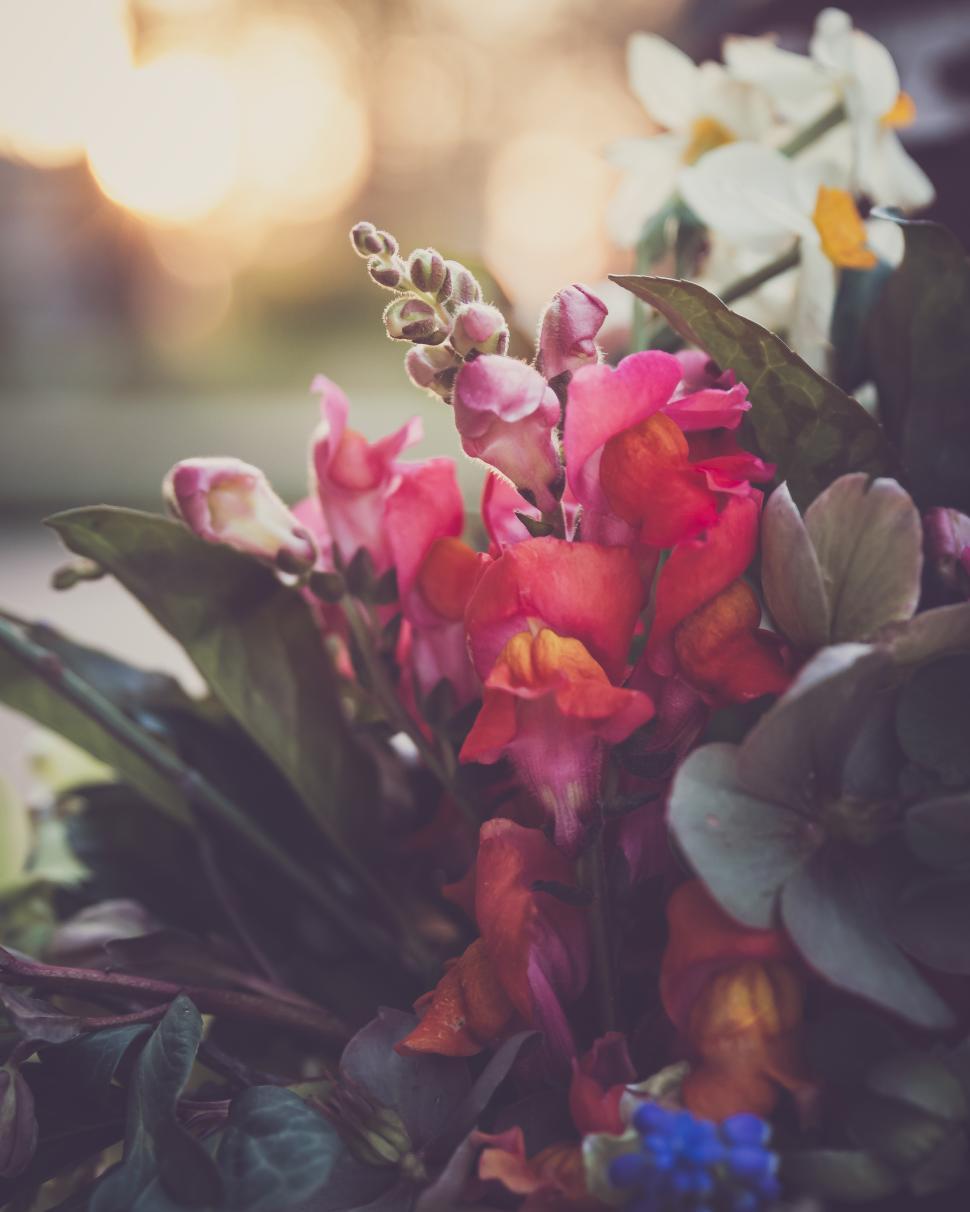 Free Image of Brightly colored flowers bloom at sunset in a peaceful garden 