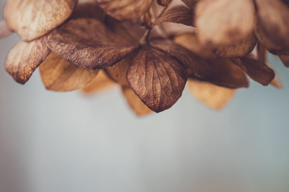 Free Image of Dried hydrangea petals hanging against a soft backdrop 