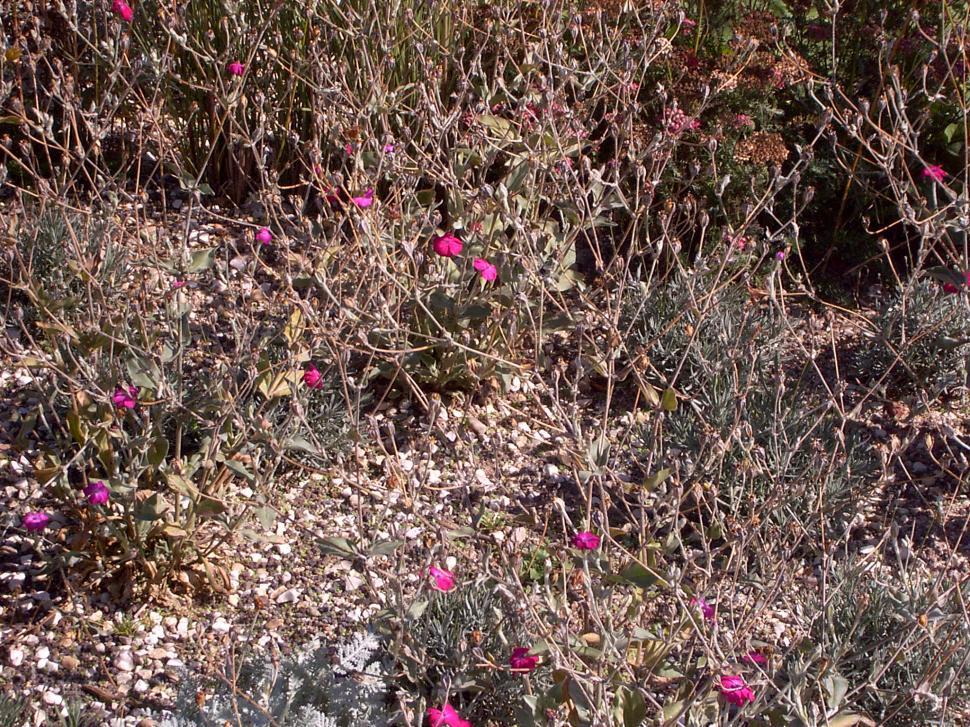 Free Image of Collection of various autumn flowers 