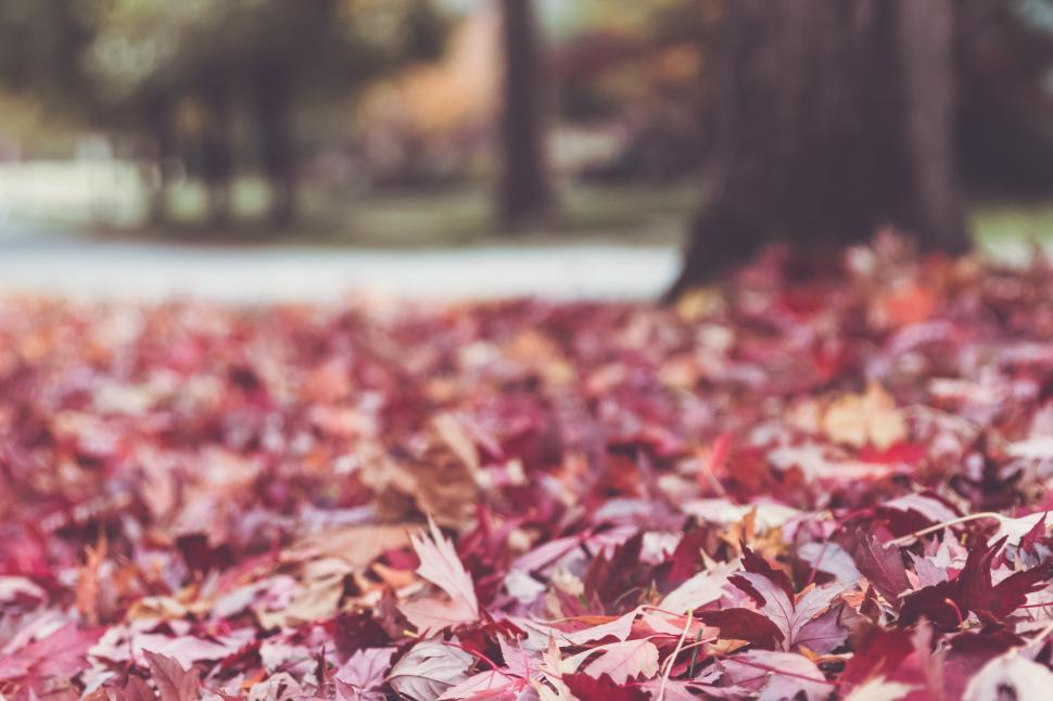 Free Image of Autumn leaves blanket the ground in a quiet park 