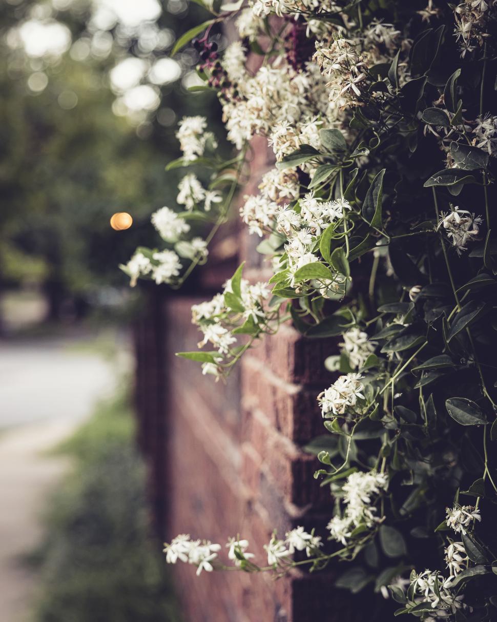 Free Image of White flowers climbing a brick wall in a tranquil neighborhood setting 