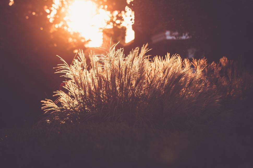 Free Image of Beautiful sunlight illuminating grass in a tranquil garden setting 