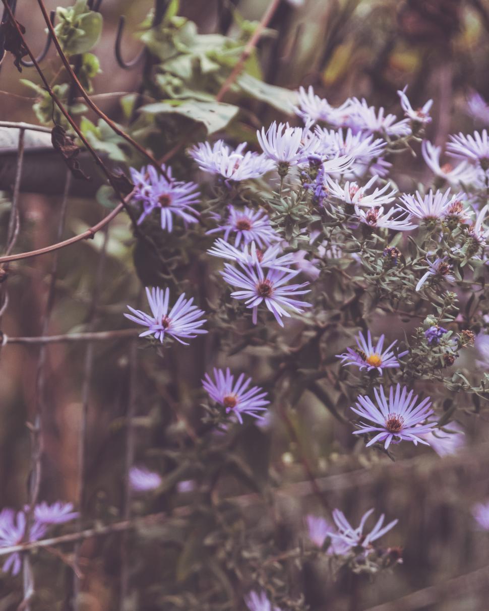Free Image of Beautiful purple flowers blooming along a rustic fence line 