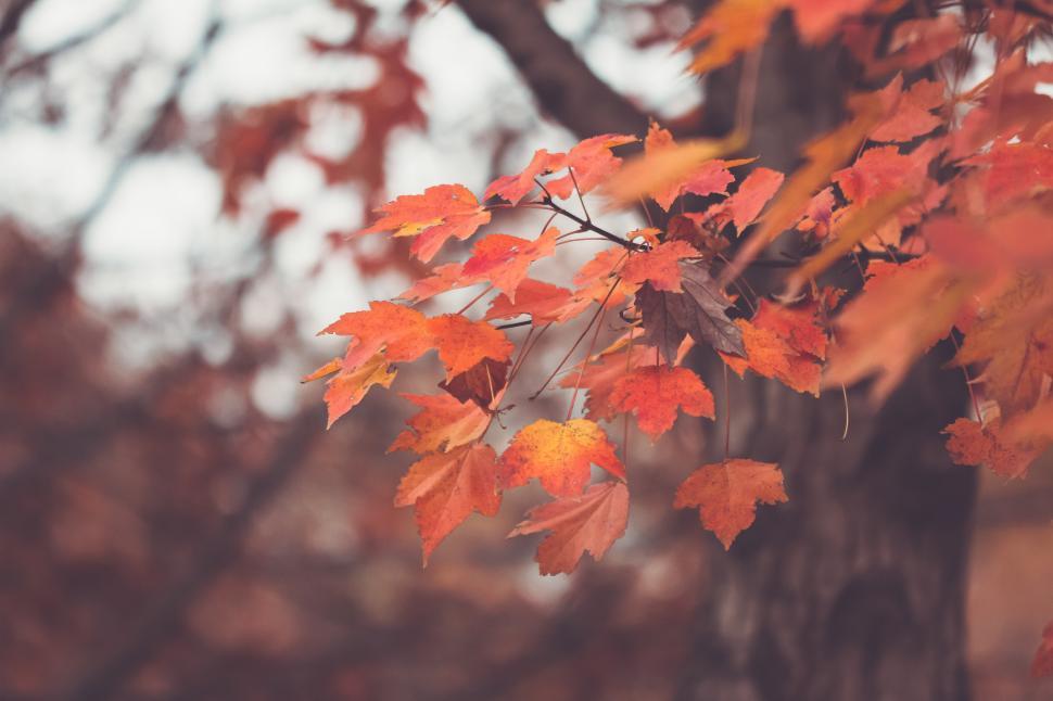Free Image of Autumn leaves changing color in a serene outdoor setting 