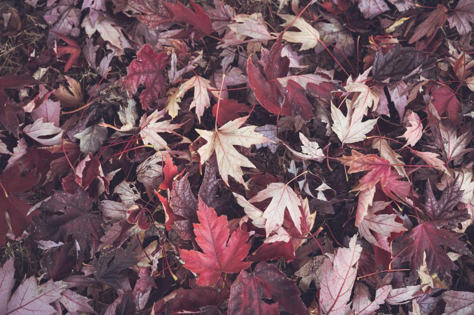 Free Image of Colorful autumn leaves cover the ground in a serene park setting 