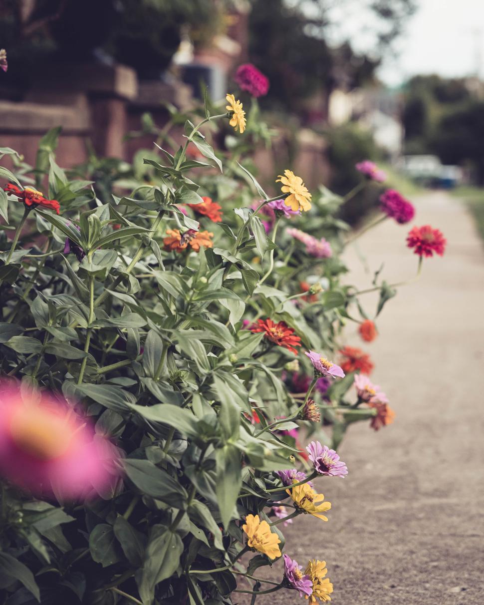 Free Image of Vibrant flowers blooming along a city sidewalk in summer 