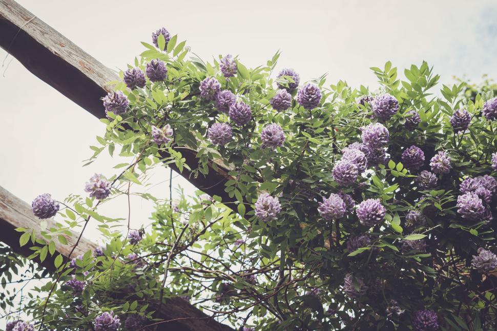 Free Image of Vibrant wisteria blooms cascading from a garden trellis in spring 