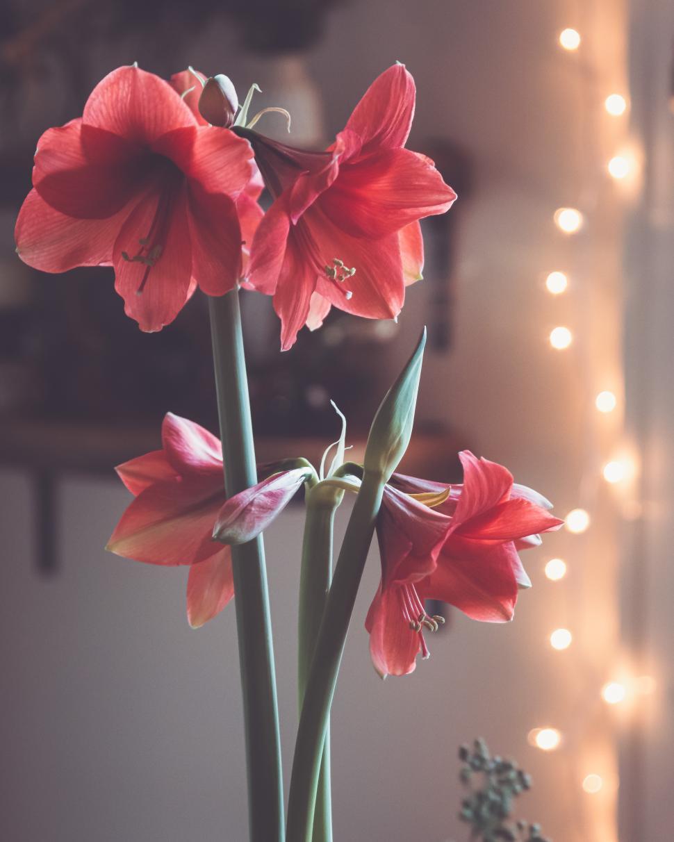 Free Image of Vibrant red amaryllis flowers against a soft lit background 