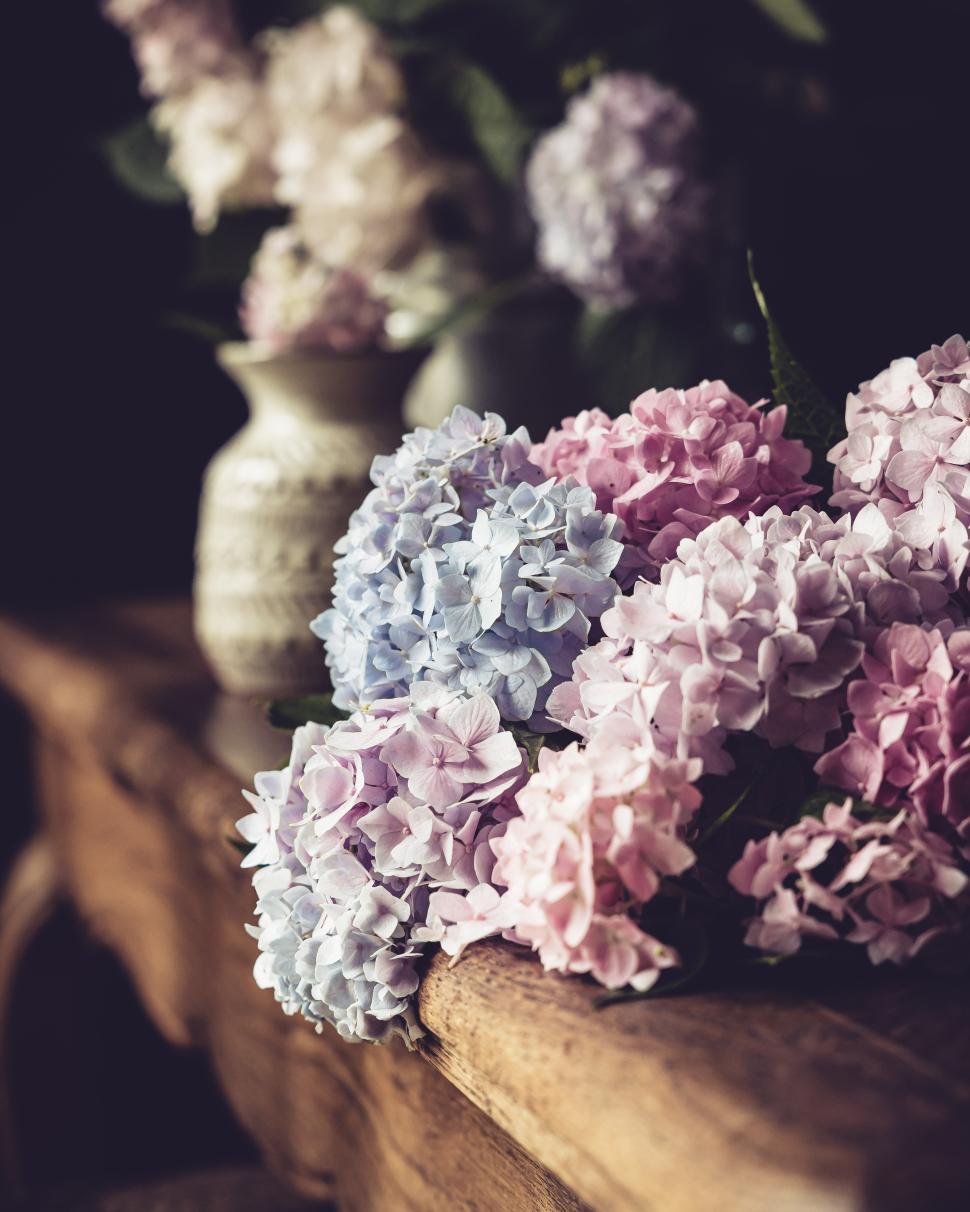 Free Image of Beautiful hydrangeas in pastel colors arranged on a wooden table 