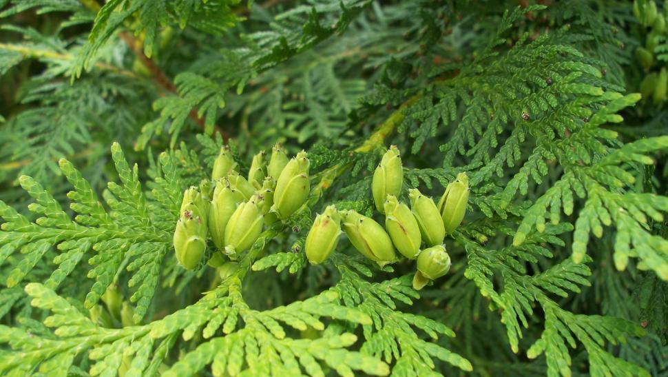 Free Image of Close-up of thuja 
